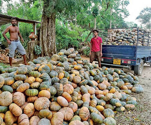 Impact of COVID19 on food supply chains in Sri Lanka